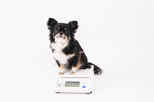 愛犬の適性体重を知ろう！犬種で判断してはいけない理想の体重とは